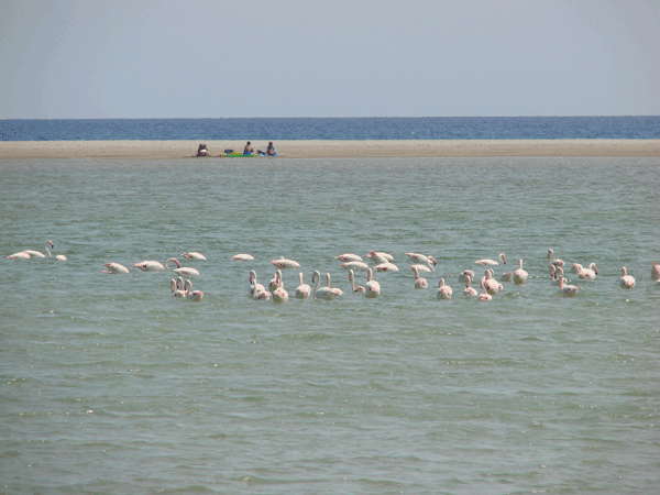 Flamingos Villassimius Sardinië