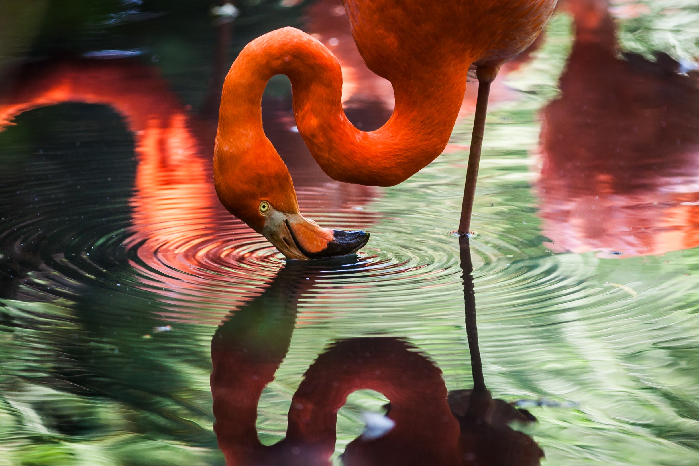 Flamingo's spotten op schiereiland Sinis