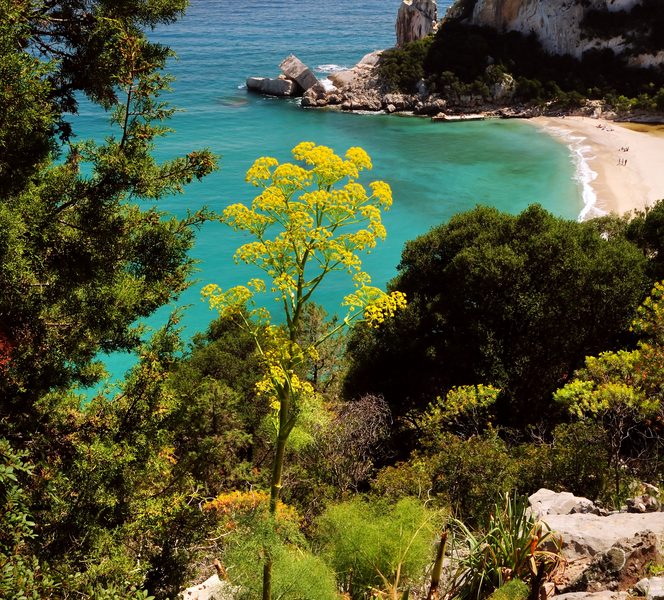 Sardinië kustlijn bloemen rotsen