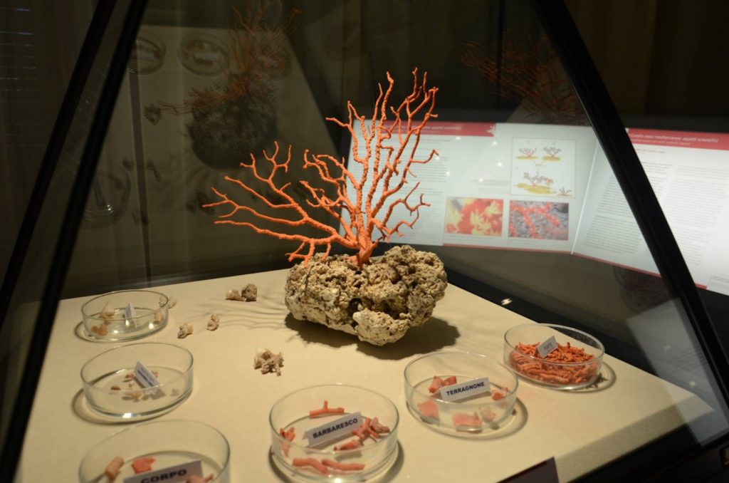 koraalmuseum