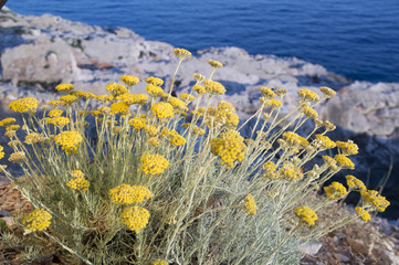 Sardinië bloem