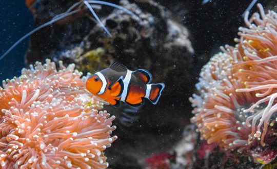 De mooiste plekken om te snorkelen op Sardinië